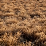 Золотая лихорадка и мечты о сокровищах Дикого Запада