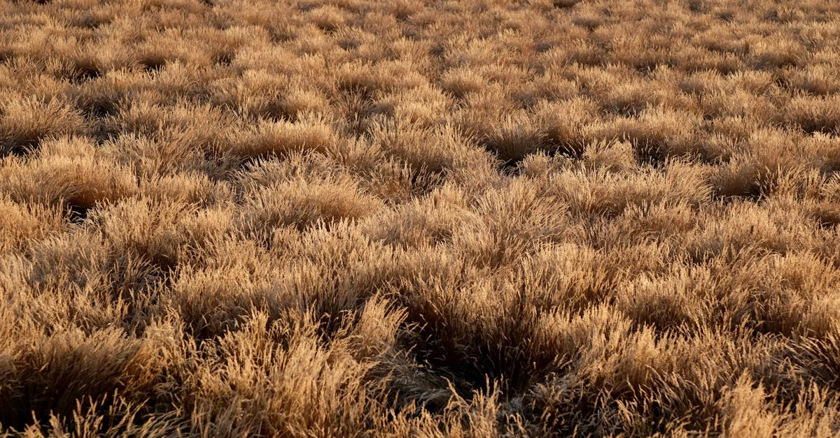 Золотая лихорадка и мечты о сокровищах Дикого Запада